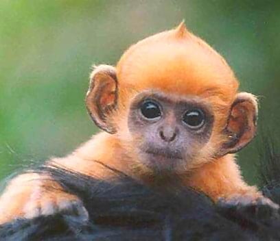 Baby_ginger_monkey